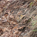 Eastern Chipmunk
