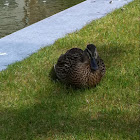Mallard duck (female)