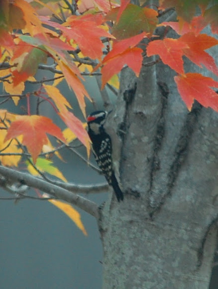 Spotting Image 1