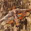 Moth
