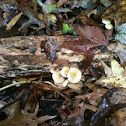 Fungi