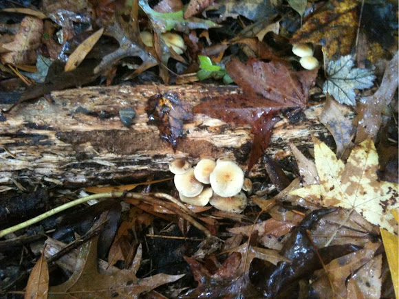 Spotting Image 1