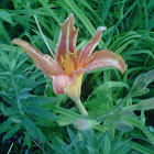 Day lily
