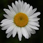 Ox Eye Daisy