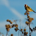 European Gold Finch