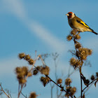European Gold Finch