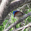 Variegated Fairy-wren