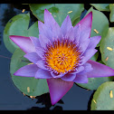 Cape Water Lily