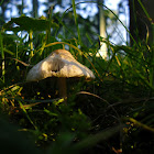 Lepiota alba/Duinparasolzwam