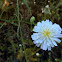 Cliff aster
