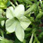 Nicotiana
