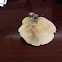 field blewit, blue-leg
