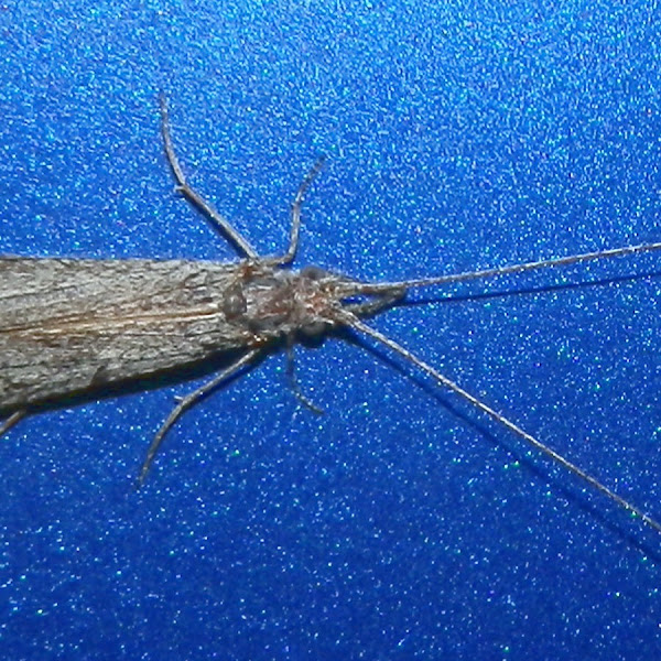 Caddisfly Project Noah