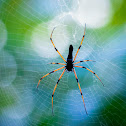 Gaint Wood Spider or Orb -Weaver Spider