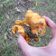 Lobster Mushroom