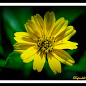 Creeping-Oxeyes