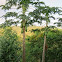 papaya tree