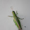 Grasshopper