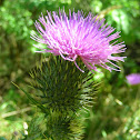 Thistle