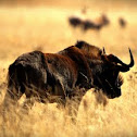 Black Wildebeest