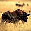 Black Wildebeest