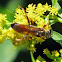 Great Golden Digger Wasp