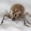 Weevil