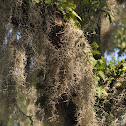 Spanish moss