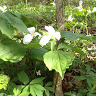 Trillium