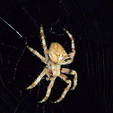 orb-weaving spider