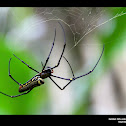 Golden Orb-web Spider