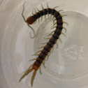 red-headed centipede