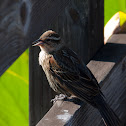Red-winged Blackbird (female)