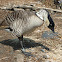 Ne Ne Goose