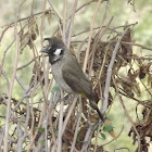 Himalayan Bulbul