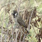 Himalayan Bulbul