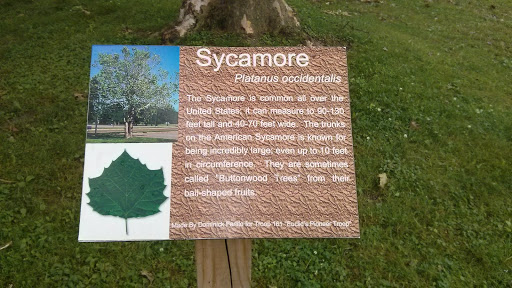 Sycamore Tree Marker