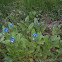 forget me not