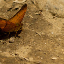 Vindula dejone erotoides