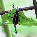 Beetle - Black Blister Beetle