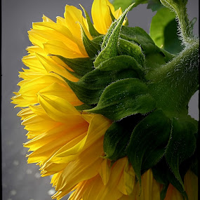 a lot of sun by Mirela Korolija - Nature Up Close Flowers