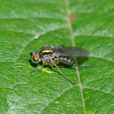 Fly