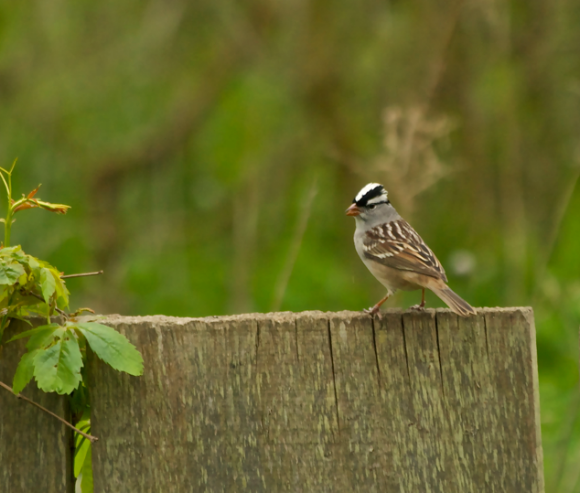 Spotting Image 1