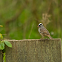 White-crowned Sparrow