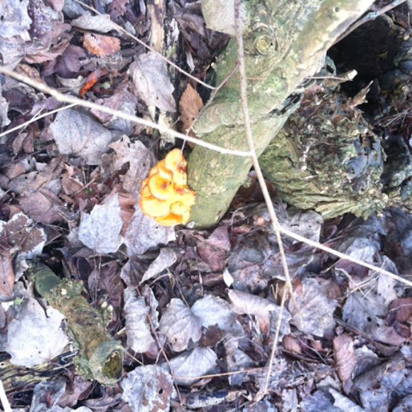 Spotting Image 1
