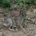 Eastern Cottontail Rabbit