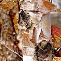 American white birch