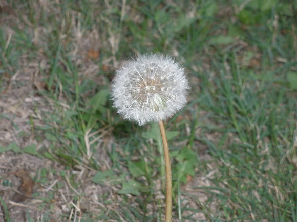 Spotting Image 1