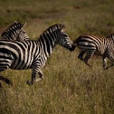 Galloping Grant`s Zebras