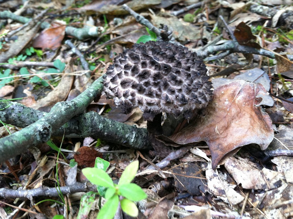 Spotting Image 1